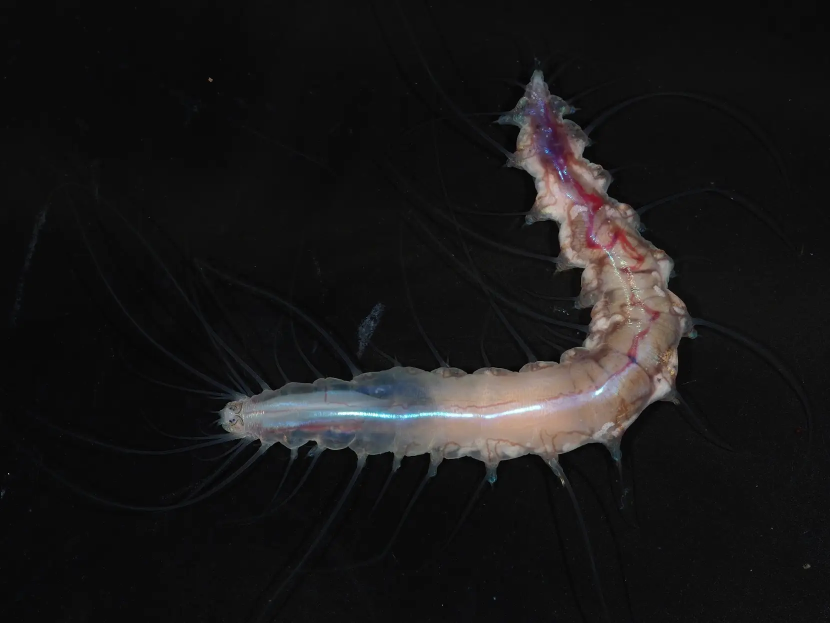 Translucent segmented worm-like marine organism called the 'Glass castle' worm with long dark bristles on a black background.