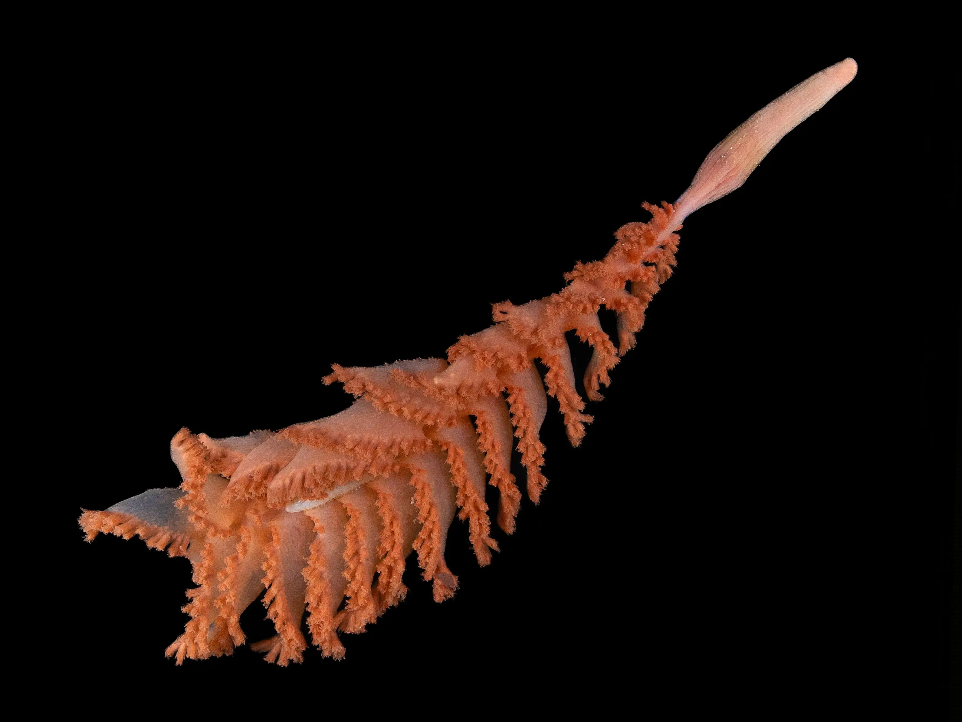 Orange, feathery marine specimen called the Mystery Ridge Sea Pen, with branching filaments, displayed against a black background with a faint scale ruler.