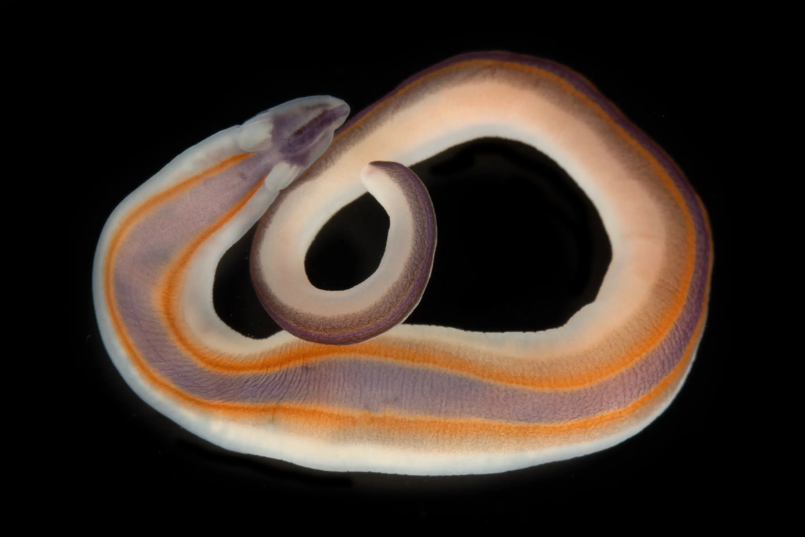 Translucent, coiled ribbon-like marine organism with orange and purple bands on a black background.