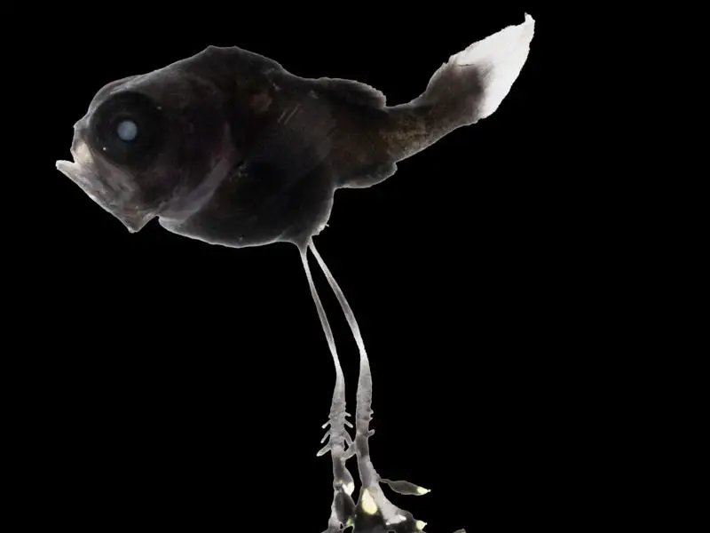 Small dark gibberfish with a pale tail and long trailing appendages floats against a black background.
