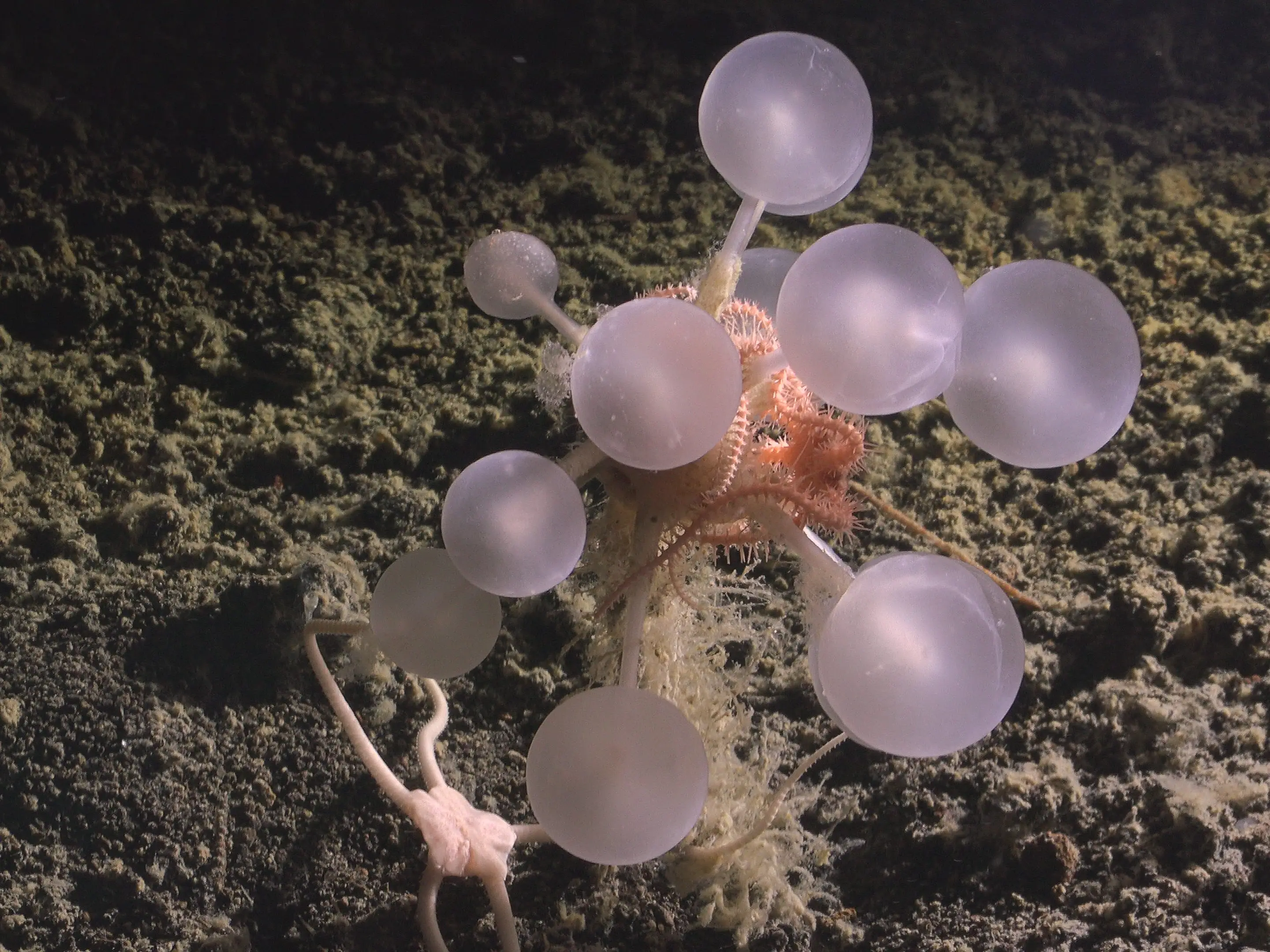 The translucent spherical structure of the Carnivorous 'Death Ball' Sponge rests on a dark underwater seafloor.