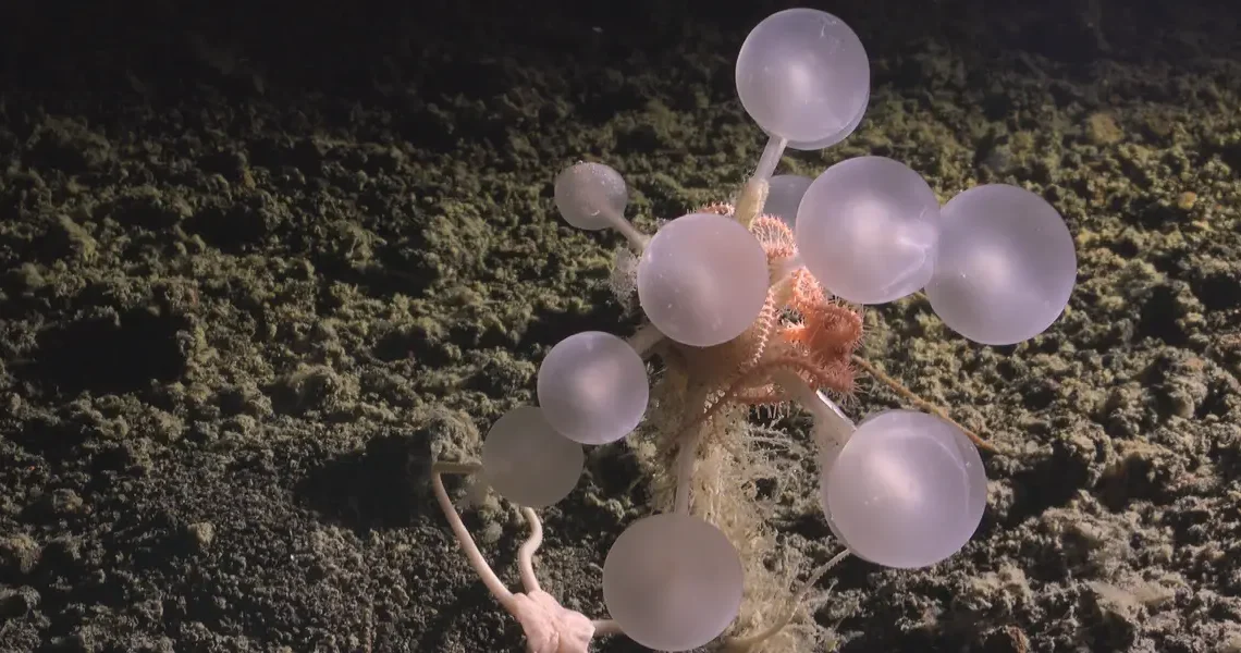 25 bizarre creatures from the bottom of the ocean that look like aliens