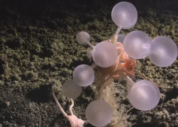 25 bizarre creatures from the bottom of the ocean that look like aliens