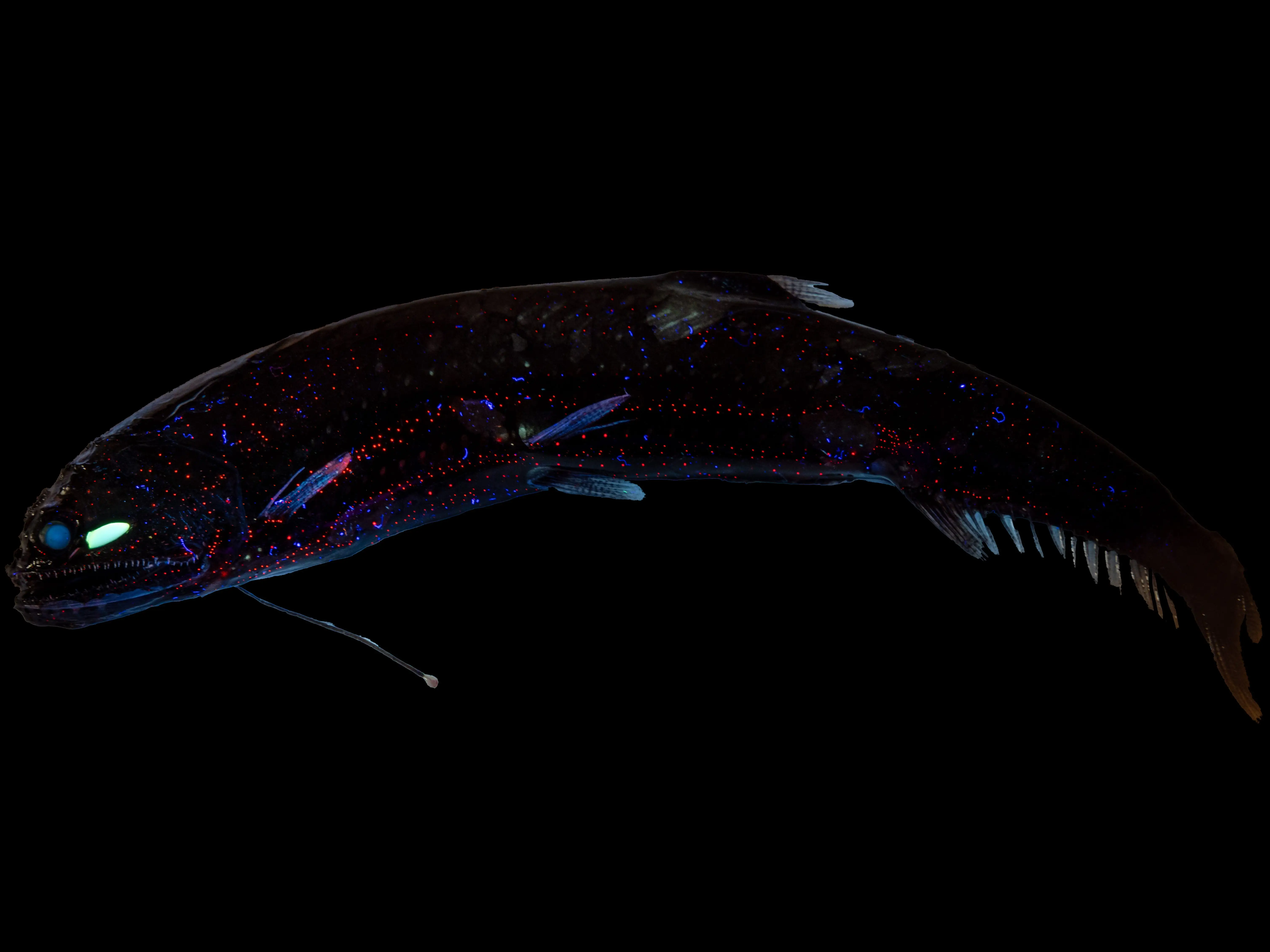 Dragonfish with glowing blue and red speckling shown against a black background.