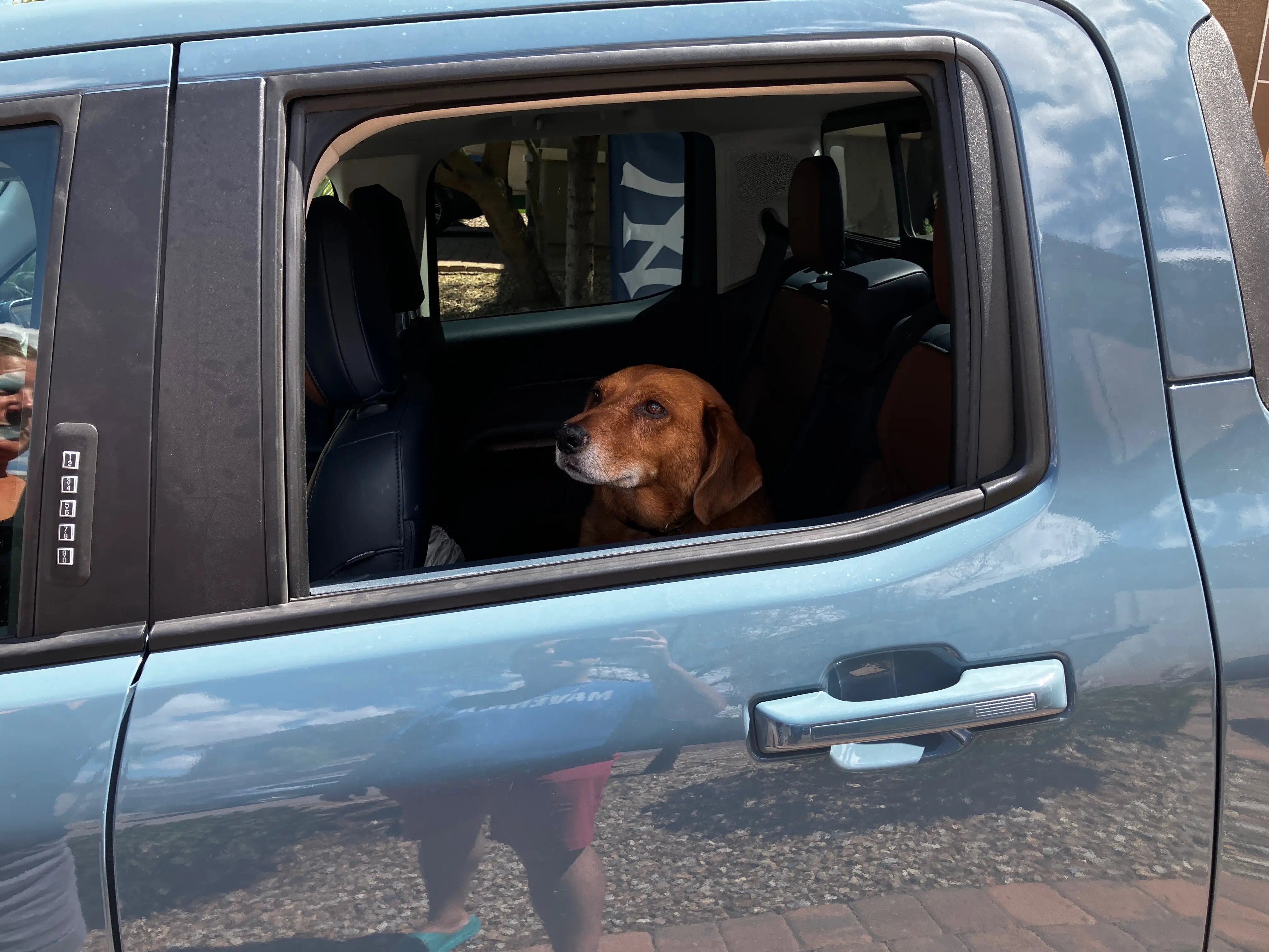 A dog in the back seat of a Ford Maverick pickup truck.