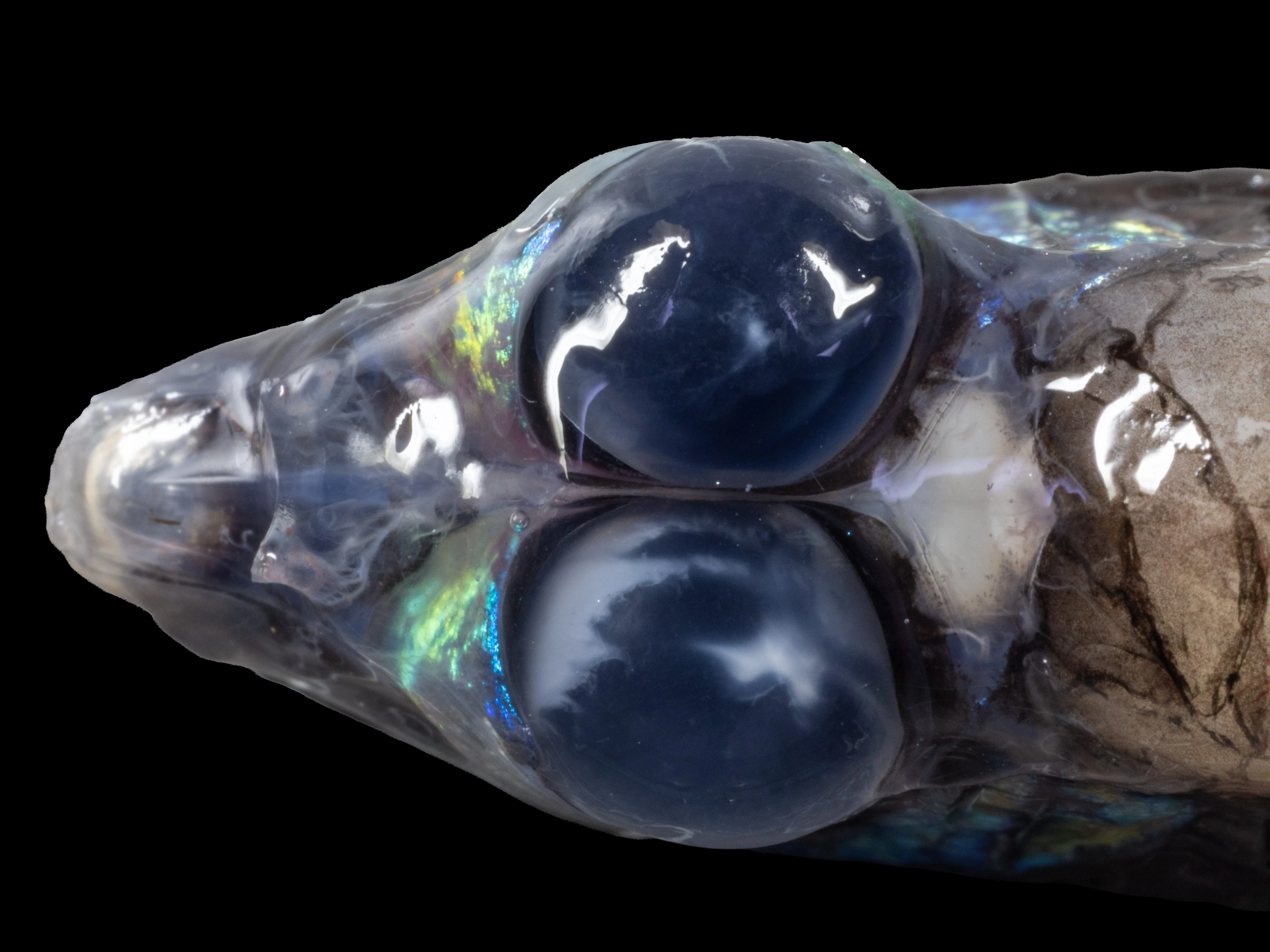 Translucent larval fish head with large dark eyes shown in extreme close-up against a black background.