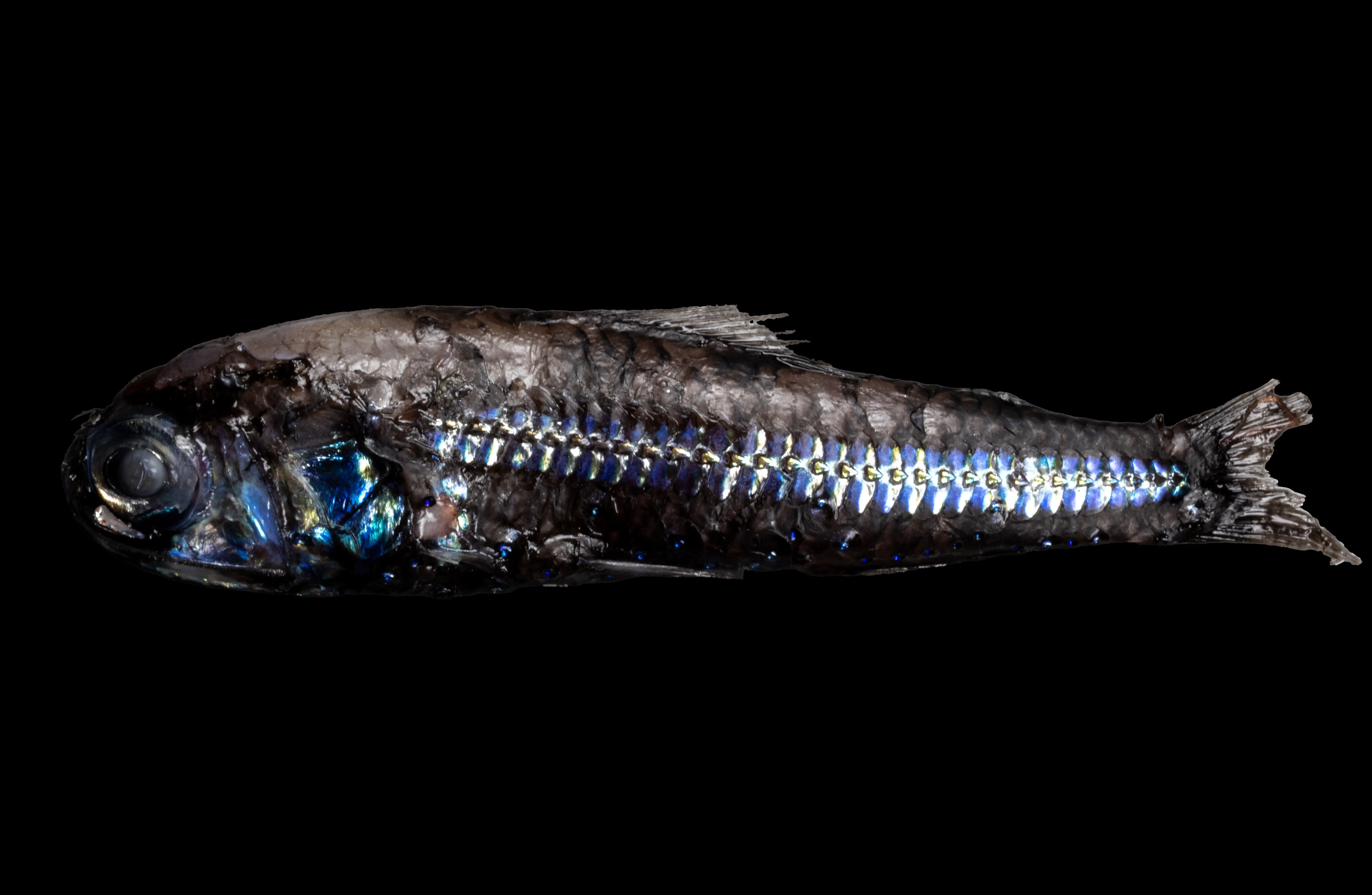Small dark white-spotted lantern fish with iridescent blue and silver scales shown in profile against a black background.