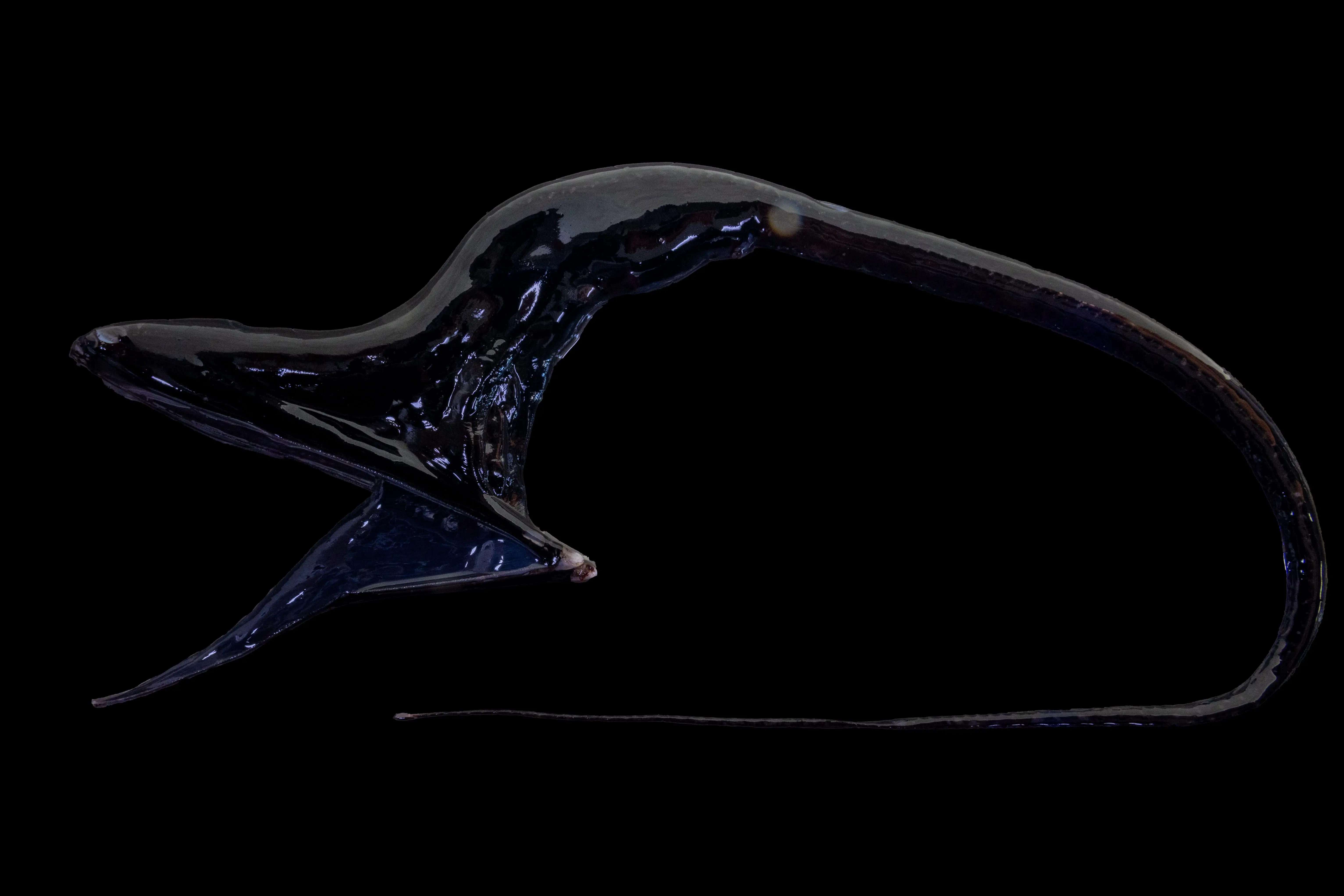 Dark elongated Pelican eel with winglike fins and a long curved tail displayed on a black background.