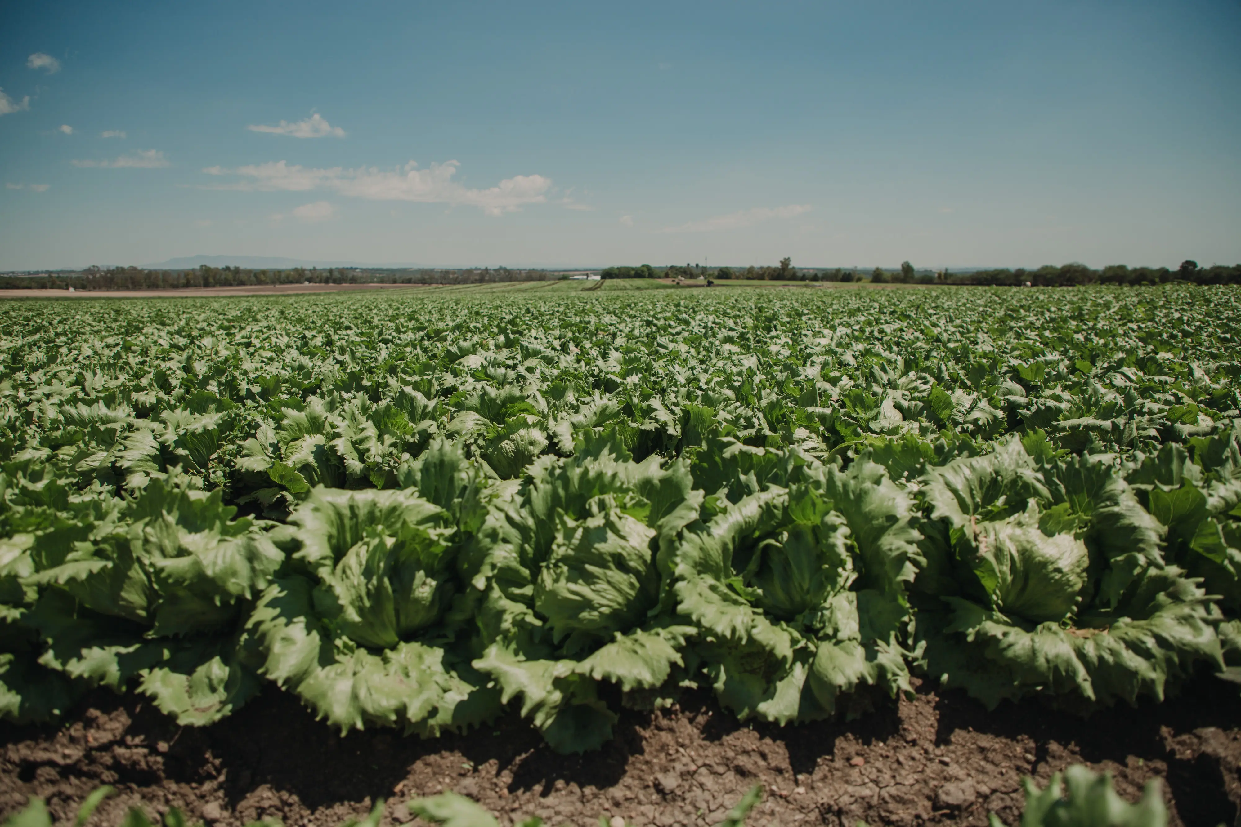 Lettuce grown in Mexico can be sold in US grocery stores.