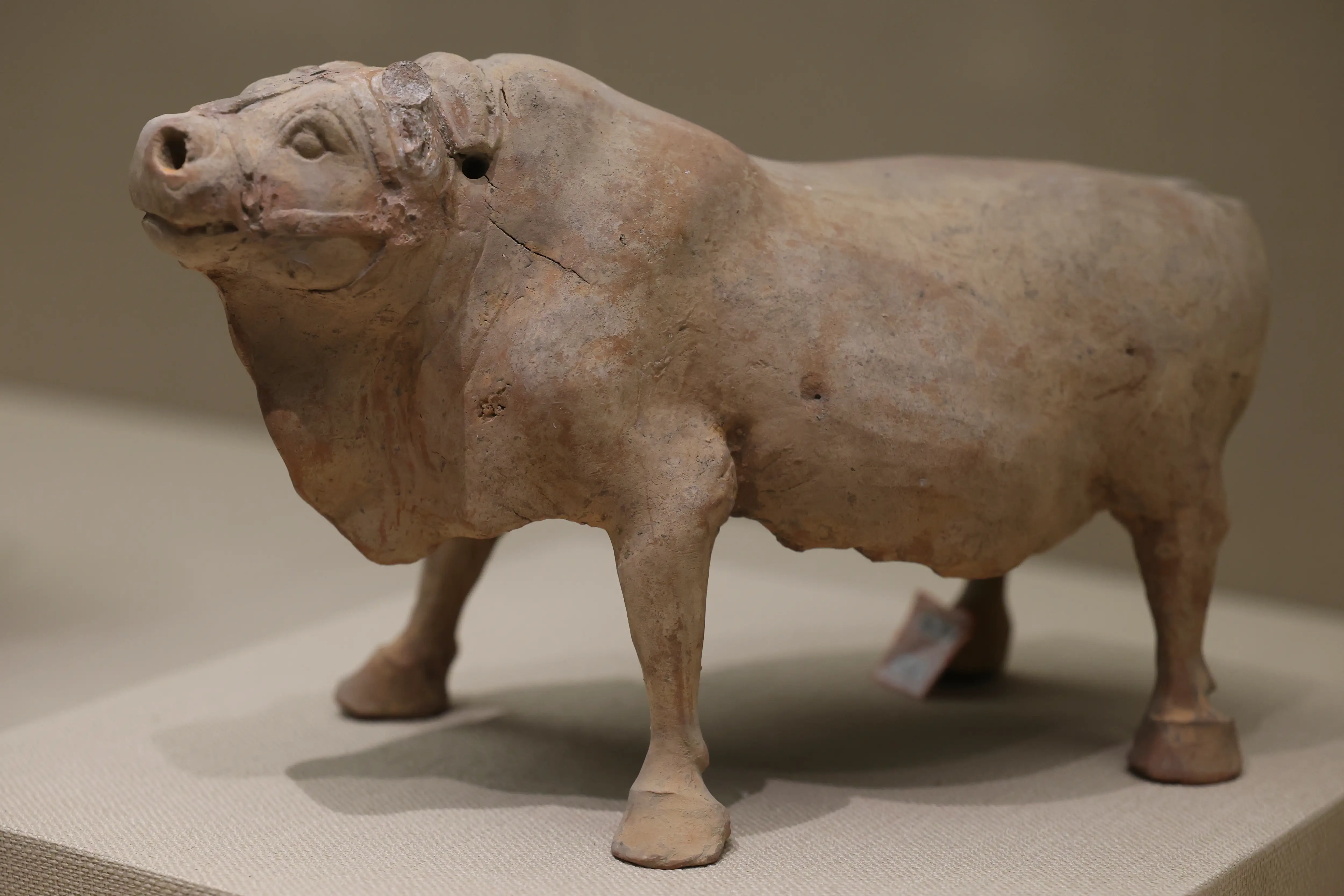 A stone ox is displayed in a museum.