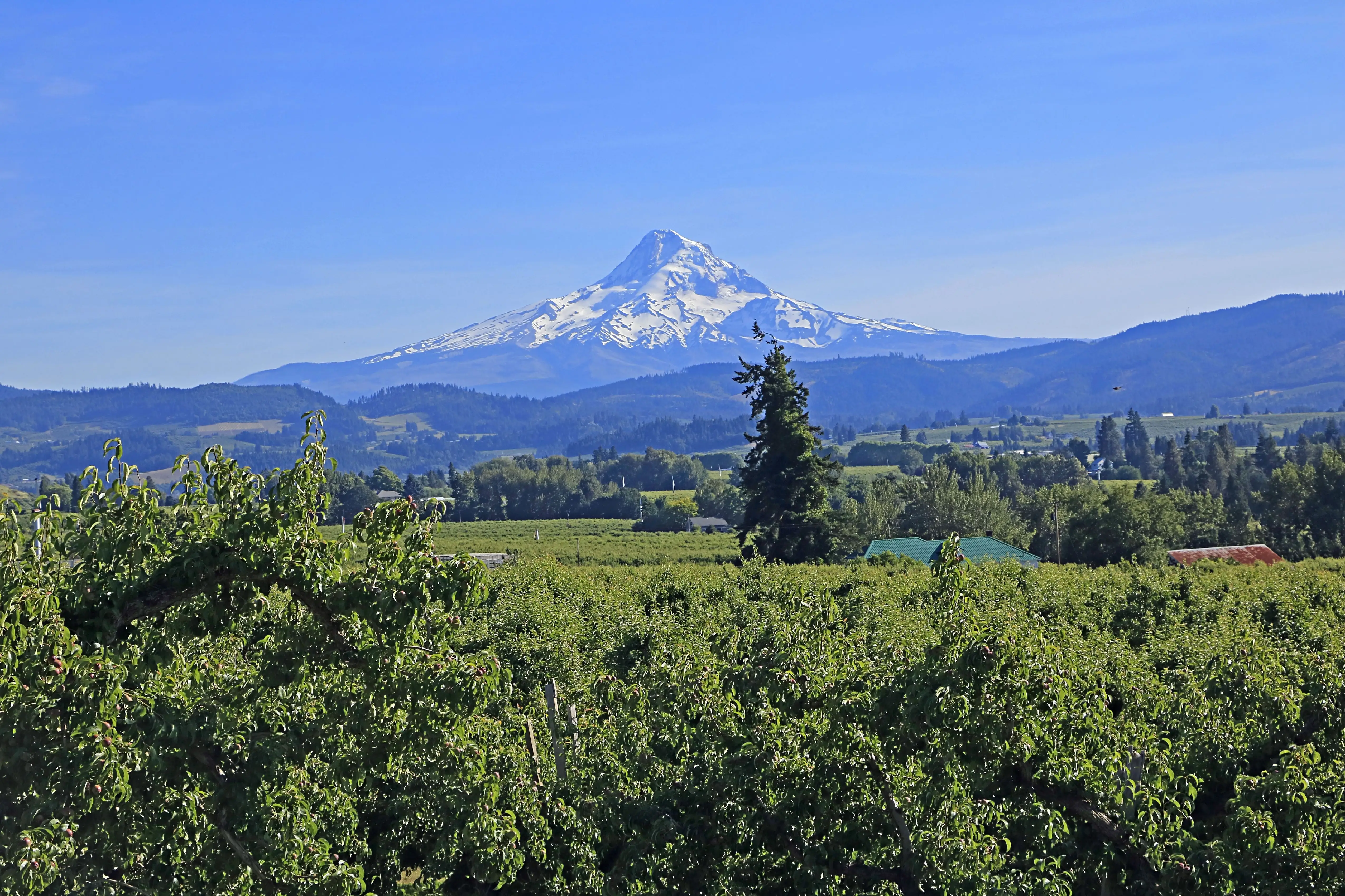 A mountain in the background with trees in the foreground.