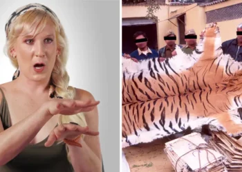 How illegal wildlife poaching actually works, according to an undercover investigator