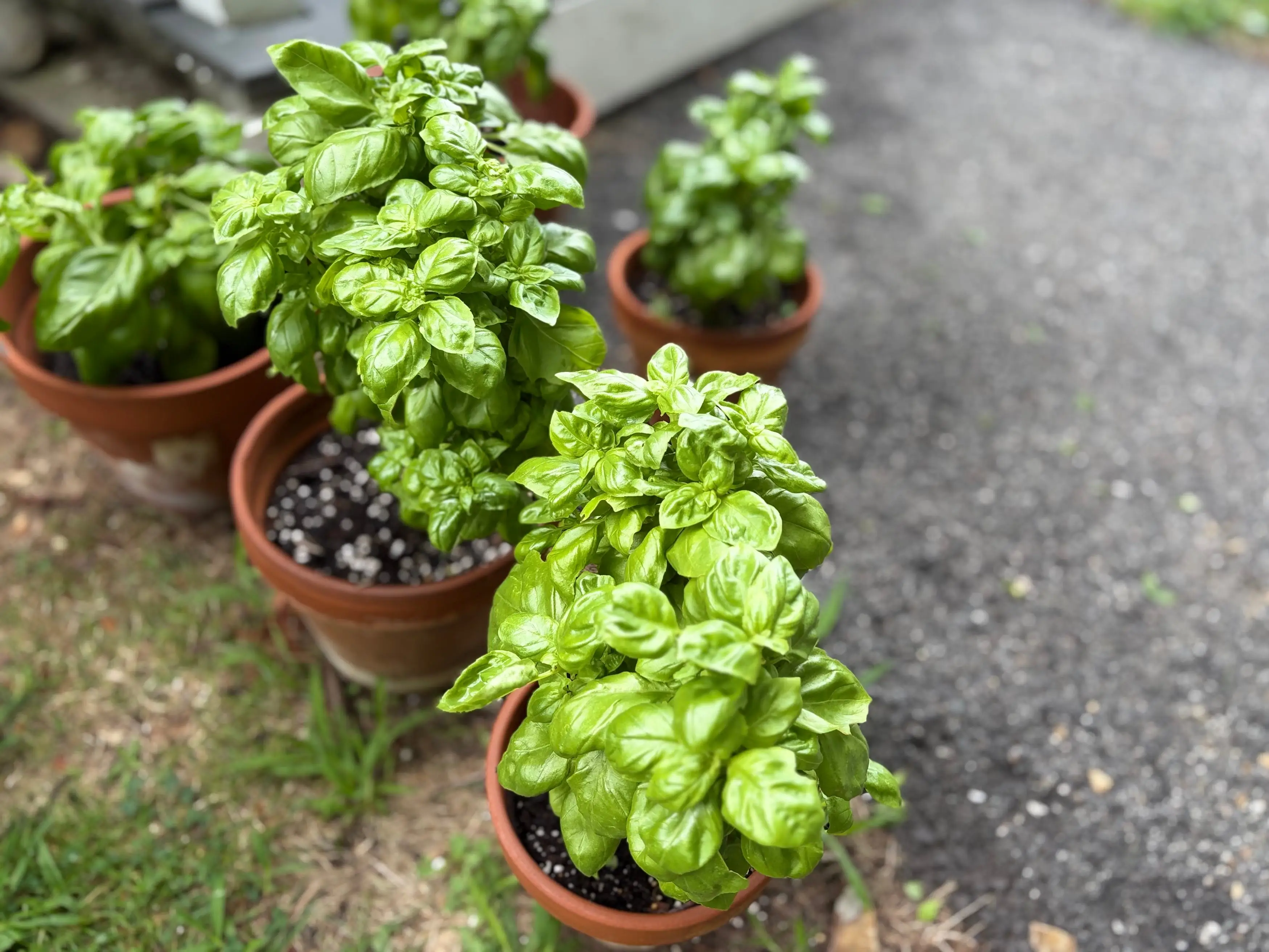 Basil plants in pots.