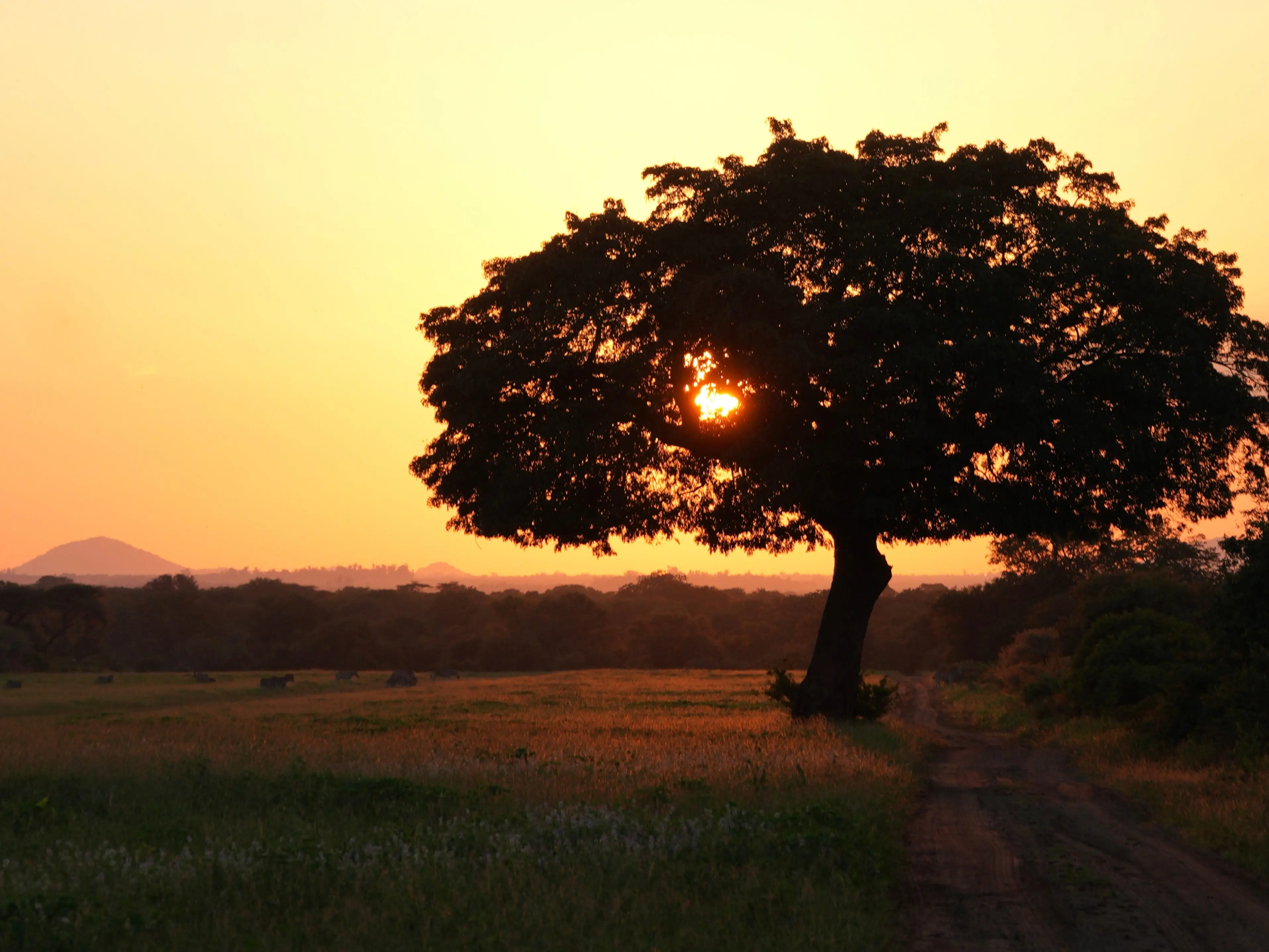 Large tree silhouetted against an orange sunset over a grassy field and dirt path in Zimbabwe.