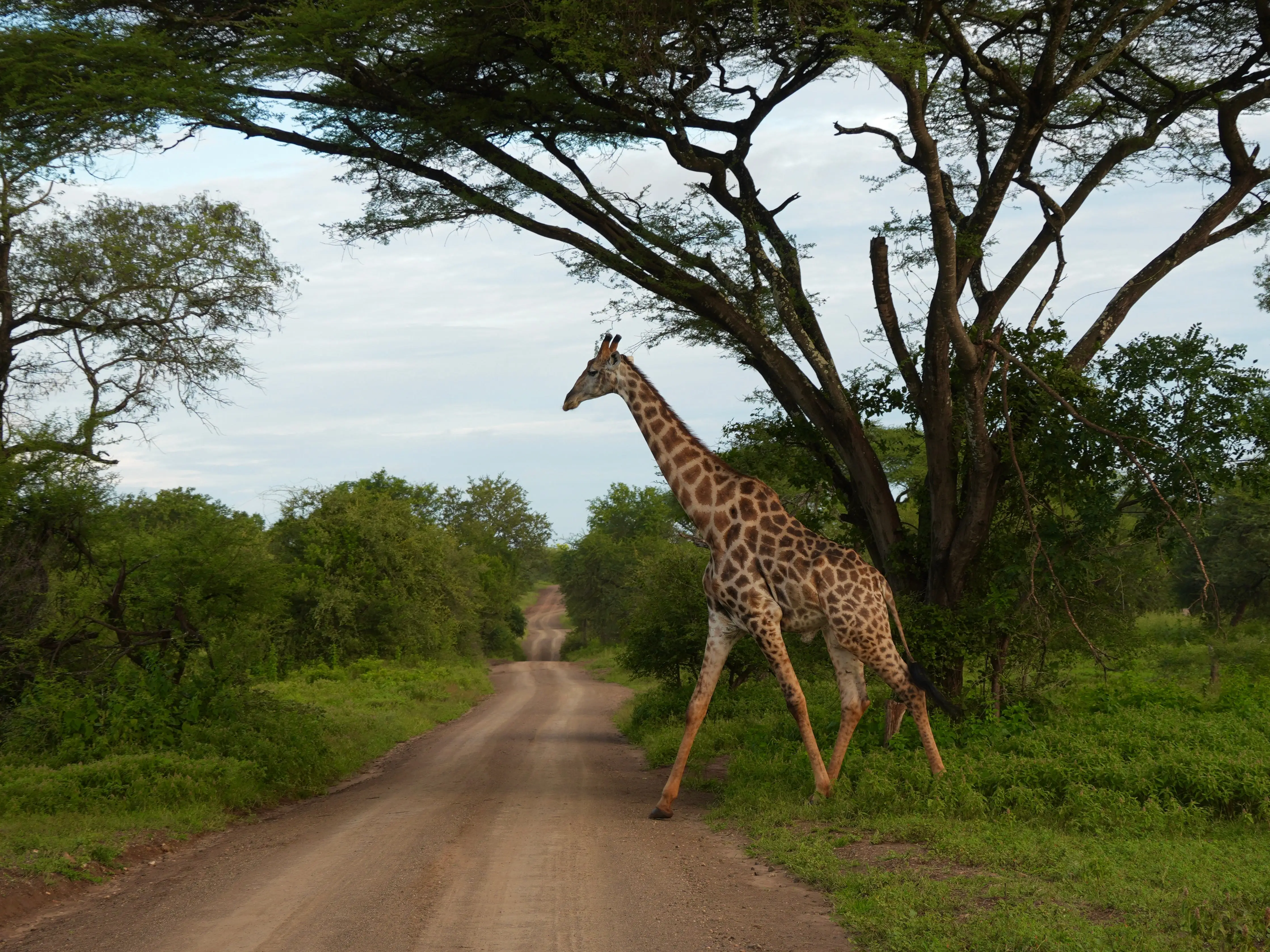 A giraffe walks across a dirt road through green woodland beneath tall trees in Zimbabwe.