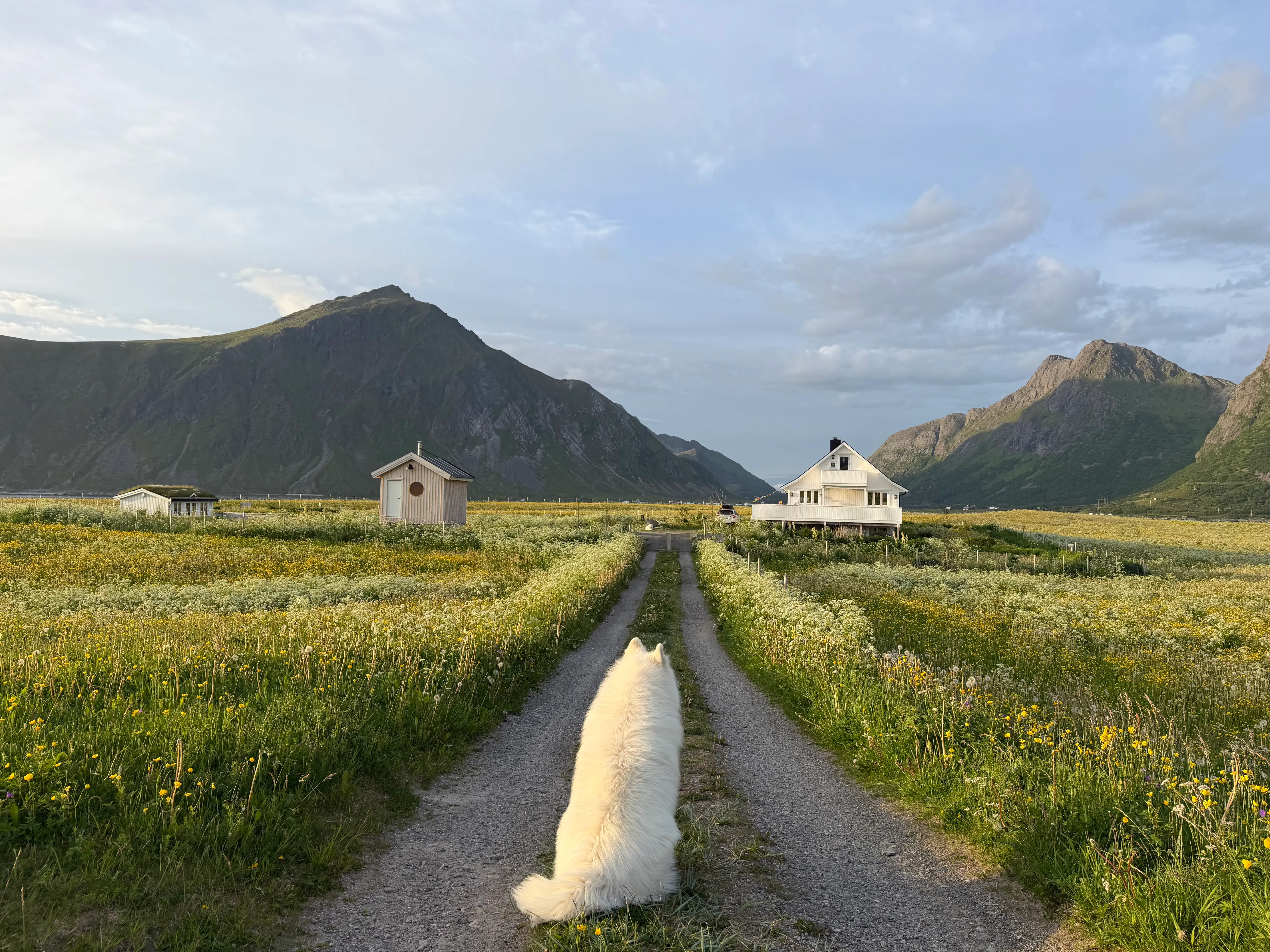White dog facing mountains, home in distance