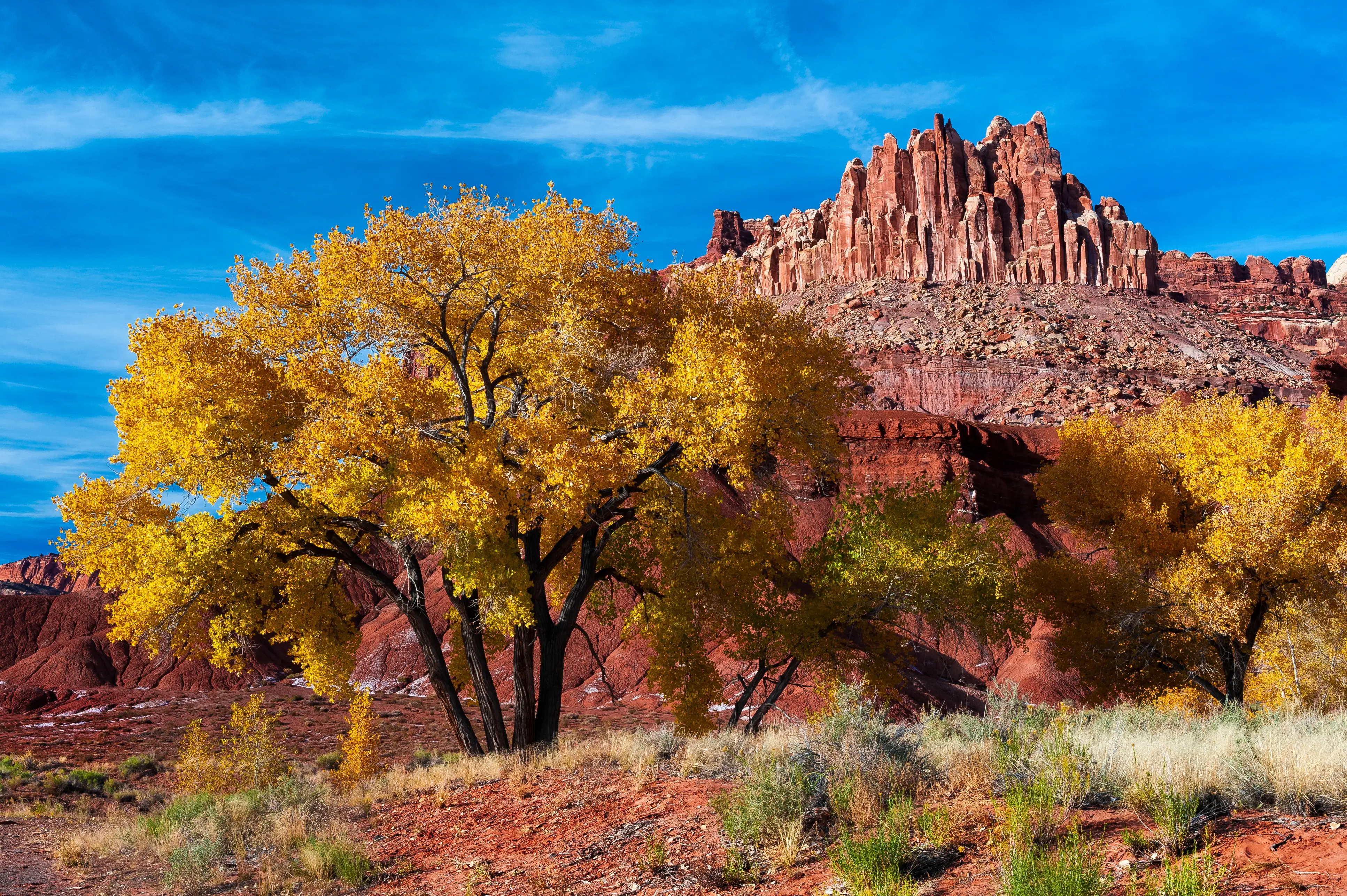 Yellow trees in front of the Castle in Capitol Reef National Park, Utah.