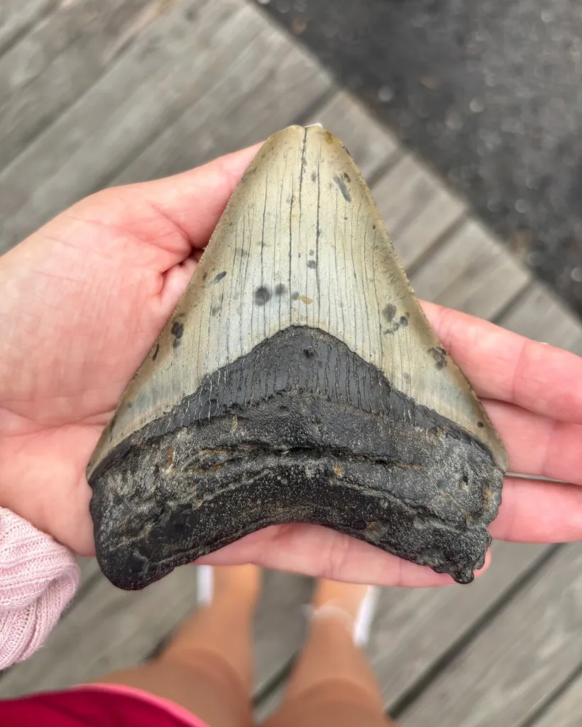 A hand holding a large, triangular megalodon tooth with a light gray top and dark gray base.