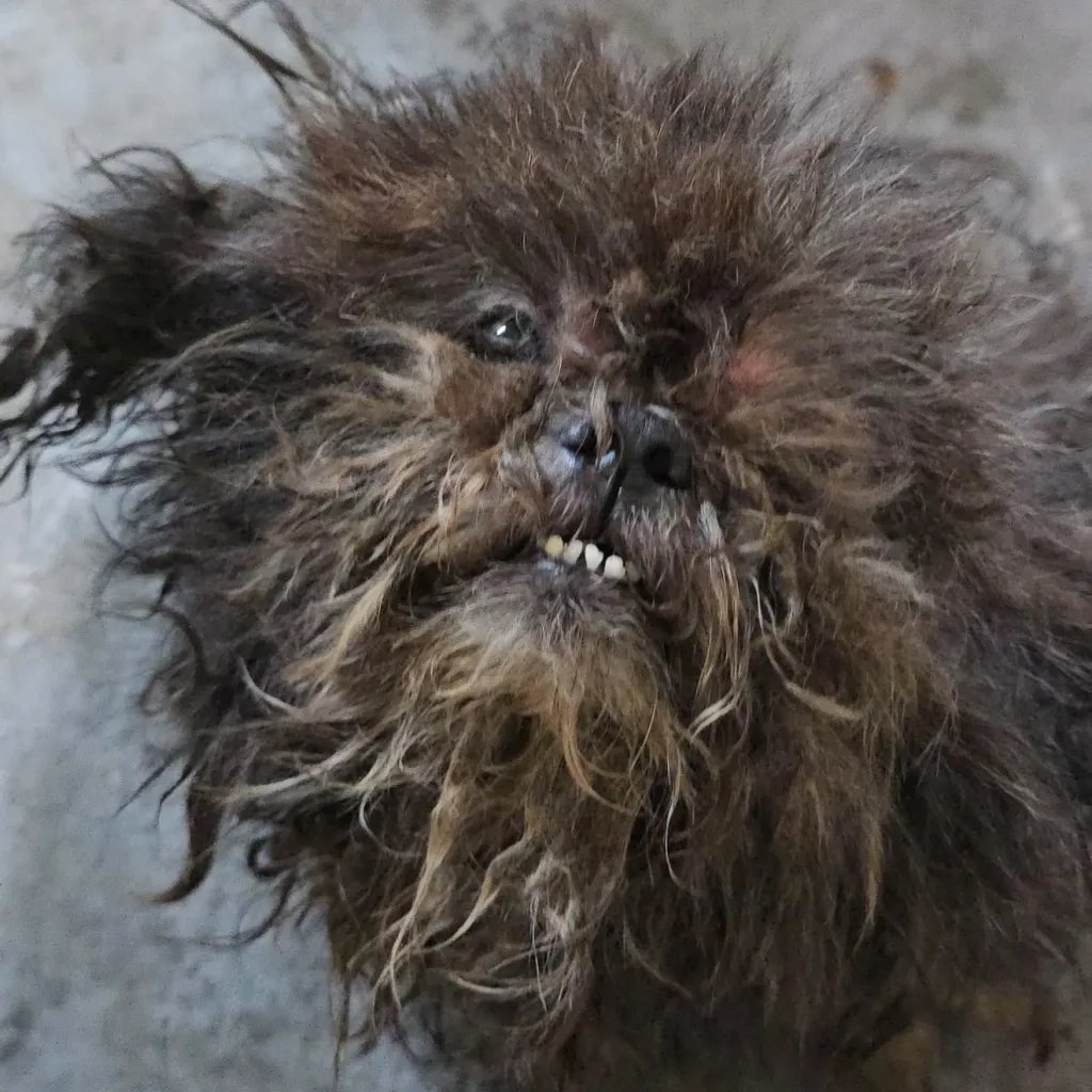 Close-up of a shaggy, matted dark brown dog with disheveled fur and visible lower teeth.