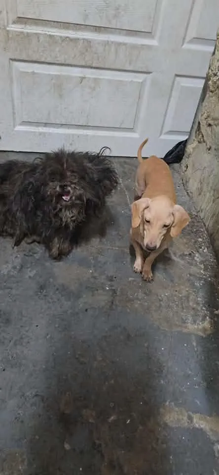 Two dogs, one dark and shaggy and one tan, sit on a dirty floor.