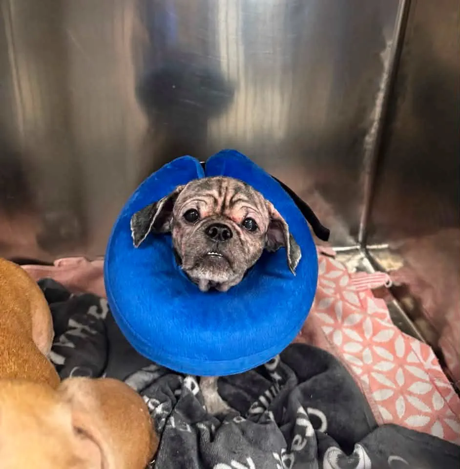 A small dog with a blue recovery collar around its neck sits inside a metal cage, with a blanket underneath it.