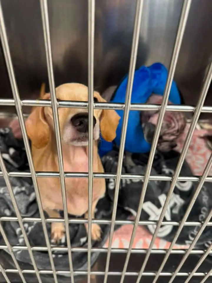 A small, light brown dog in a metal cage with a blue collar visible behind it.