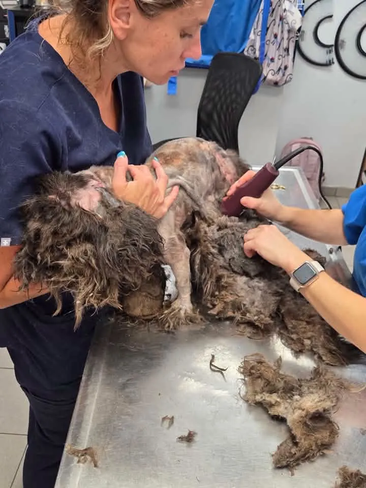 Two people grooming a matted dog with electric clippers on a metal table.