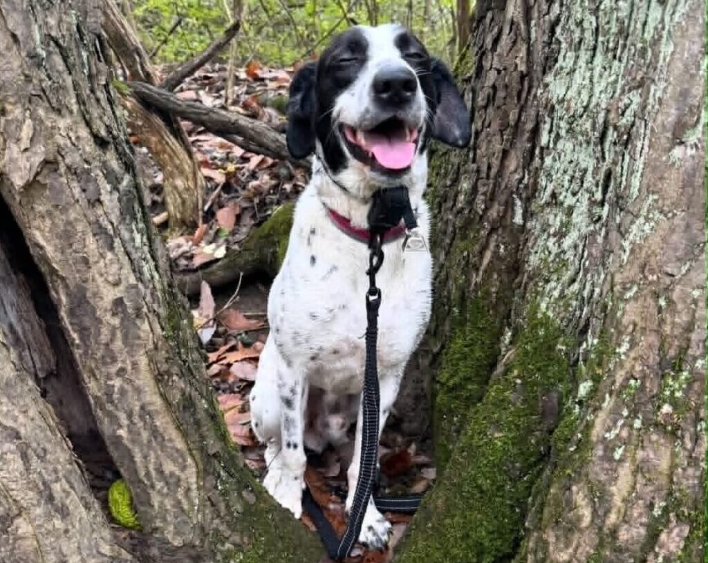 His dog vanished. More than 8 months later, he saw him on Facebook.