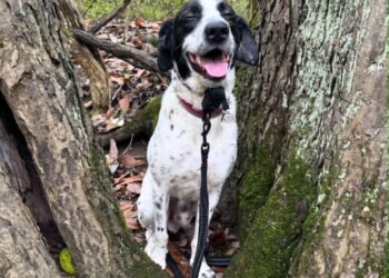 His dog vanished. More than 8 months later, he saw him on Facebook.