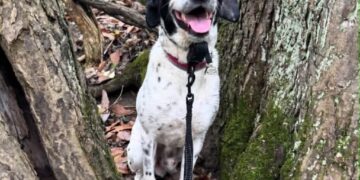His dog vanished. More than 8 months later, he saw him on Facebook.