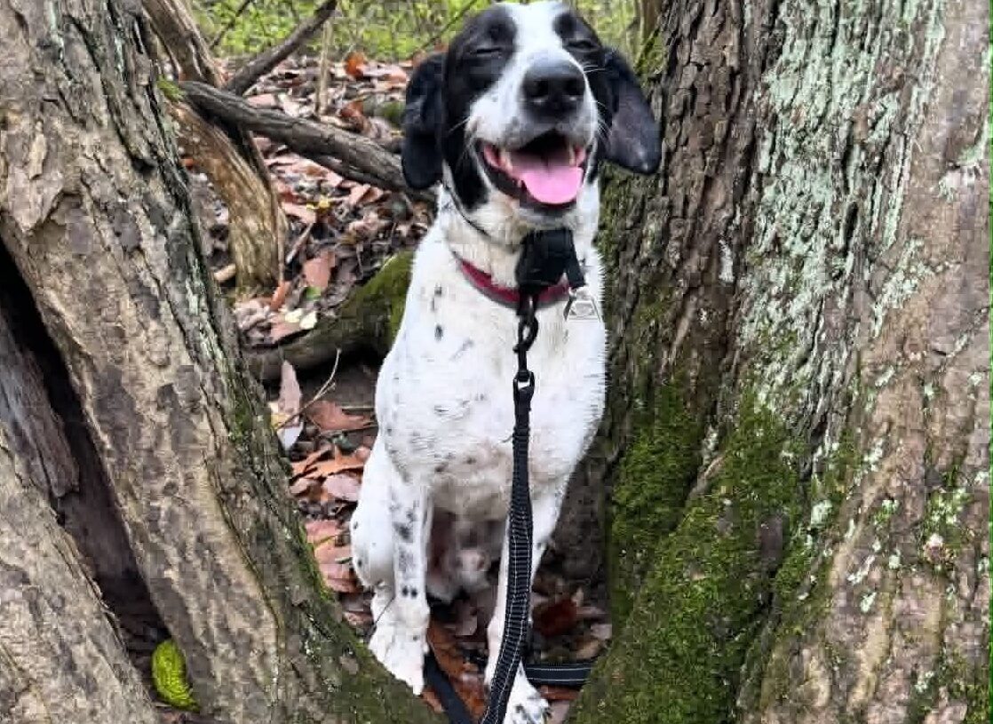 His dog vanished. More than 8 months later, he saw Timber on Facebook.