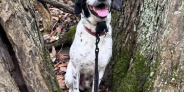 His dog vanished. More than 8 months later, he saw Timber on Facebook.