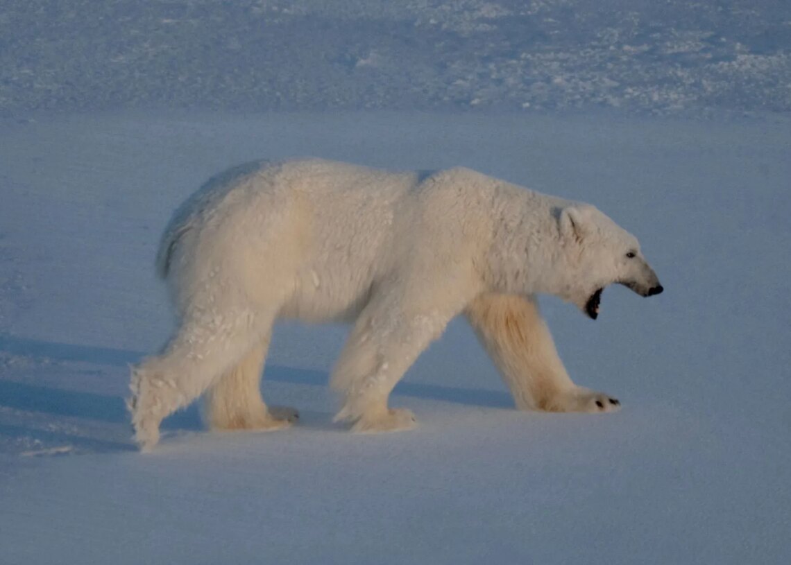 A Boat Operator Was Fined for Waking a Sleeping Polar Bear With a Foghorn