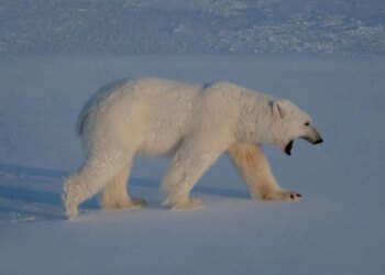 A Boat Operator Was Fined for Waking a Sleeping Polar Bear With a Foghorn