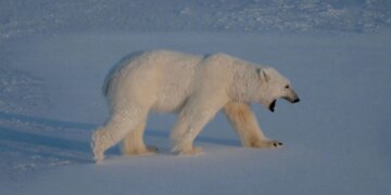 A Boat Operator Was Fined for Waking a Sleeping Polar Bear With a Foghorn