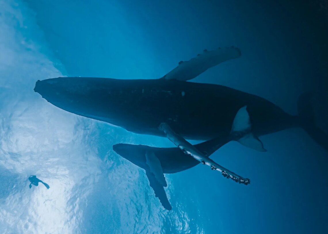 A Drone Captured a Humpback Whale Giving Birth for the First Time