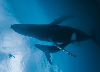 A Drone Captured a Humpback Whale Giving Birth for the First Time