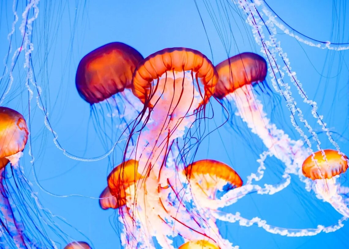 A Jellyfish Swarm Shut Down Reactors at One of Europe’s Biggest Nuclear Plants