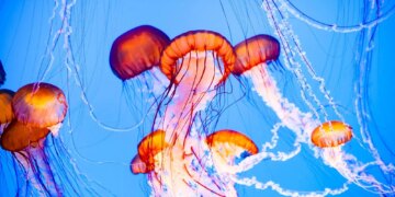 A Jellyfish Swarm Shut Down Reactors at One of Europe’s Biggest Nuclear Plants