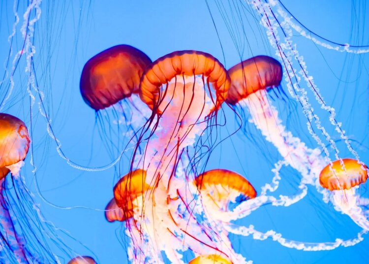 A Jellyfish Swarm Shut Down Reactors at One of Europe’s Biggest Nuclear Plants