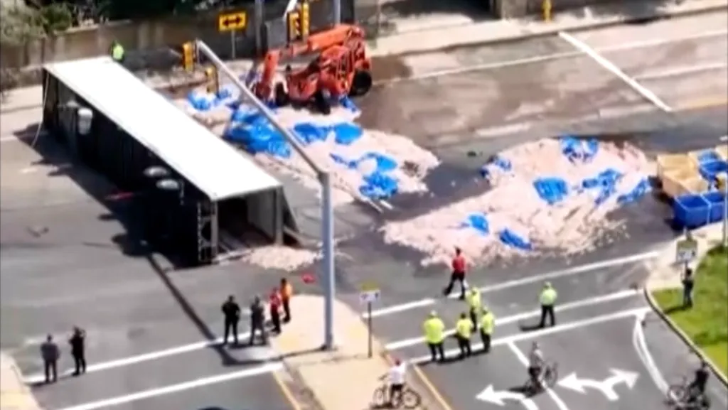 Overturned truck spilling large quantities of squid onto a city street.