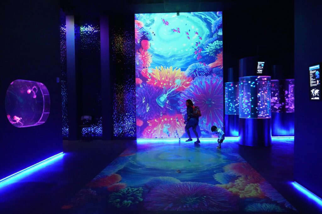 First jellyfish museum in the United States opens in Florida