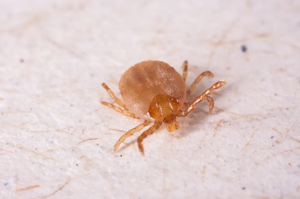 A brown tick with eight legs on a white background.