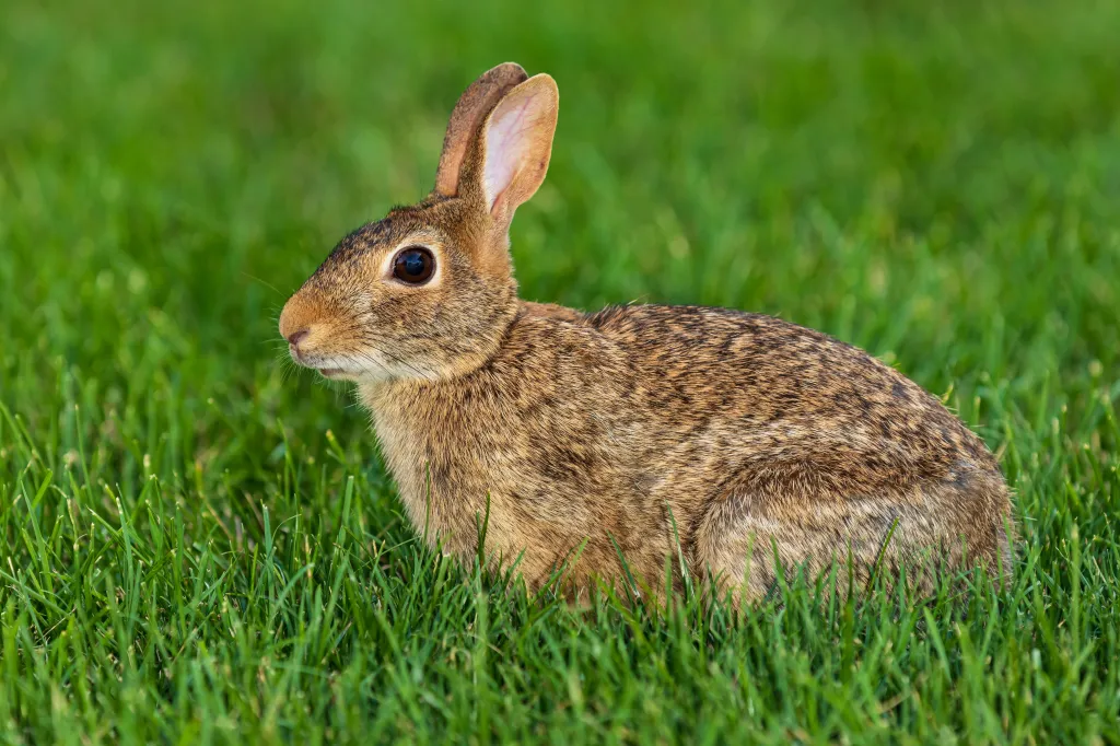 Wild cottontail rabbit in a green lawn.