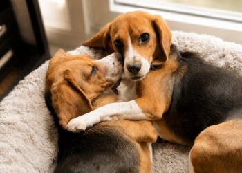 Gene-Edited Puppies Will Melt Your Heart—but Won’t Trigger Your Allergies