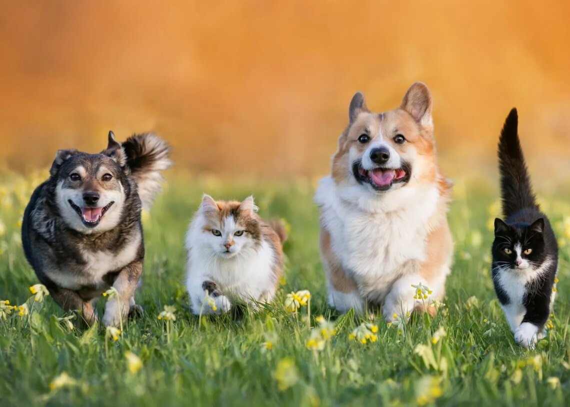America Has Dog States and Cat States. Here’s Where Yours Lands.