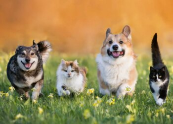 America Has Dog States and Cat States. Here’s Where Yours Lands.