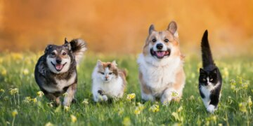 America Has Dog States and Cat States. Here’s Where Yours Lands.
