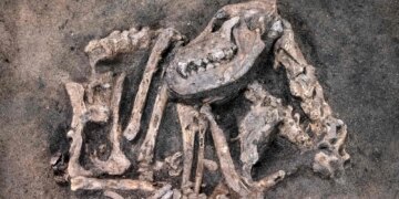 Archaeologists Rediscover 30-Million-Year-Old Dog Fossil Hiding in a Museum Collection