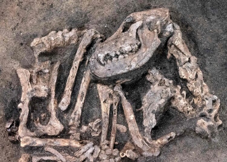 Archaeologists Rediscover 30-Million-Year-Old Dog Fossil Hiding in a Museum Collection